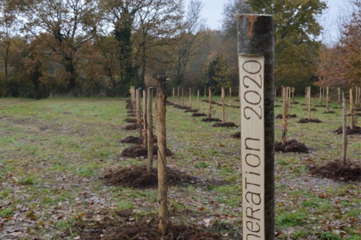 Un arbre, une naissance