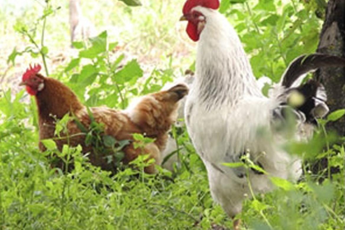 Influenza aviaire : Le Pellerin, commune à risque particulier
