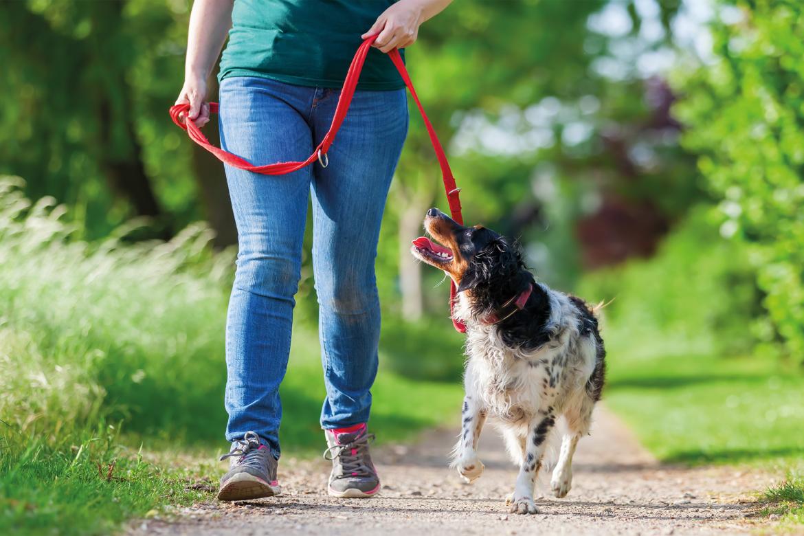Tenez votre chien en laisse et ramassez ses déjections