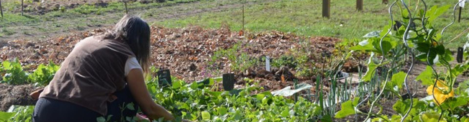 Les jardins familiaux