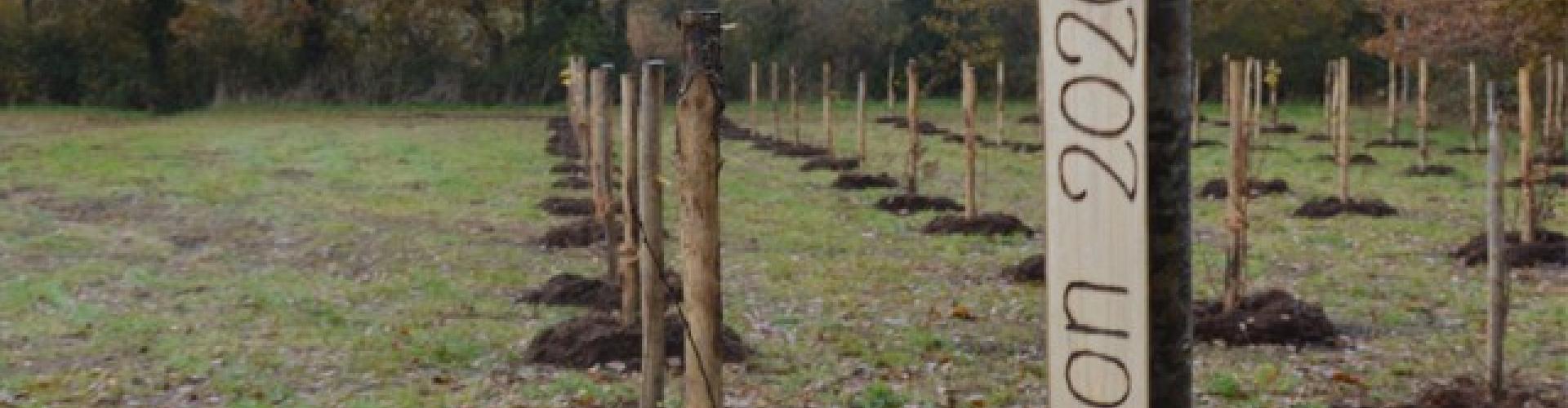 Un arbre, une naissance