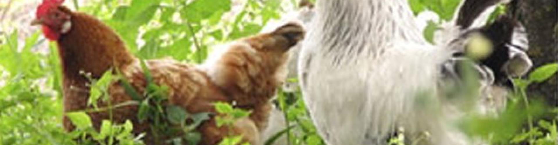 Influenza aviaire : Le Pellerin, commune à risque particulier