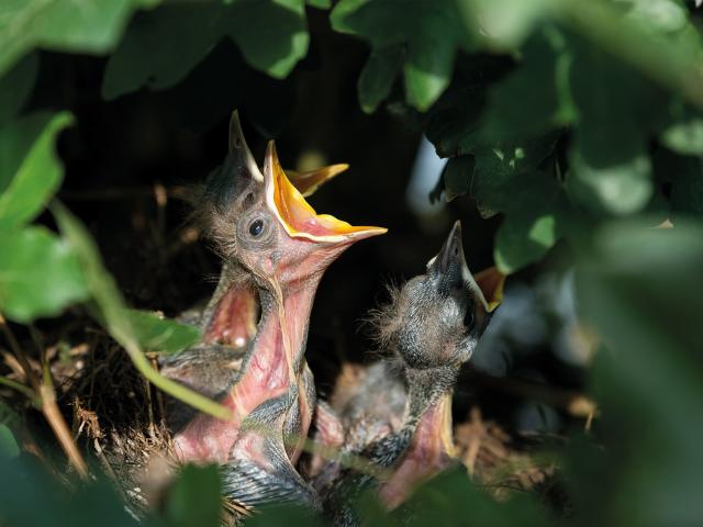 Gestion des haies pour protéger les nids d'oiseaux
