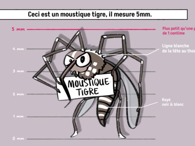 Signes distinctifs d'un moustique tigre